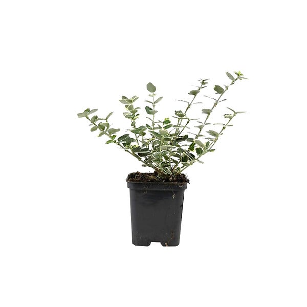 ARBORIX - 2 x Fusain persistant 'Emerald Gaiety' - Euonymus Fortunei 'Emerald Gaiety'  - 20-30 cm pot - large