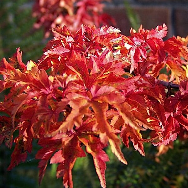 ARBORIX - Érable du Japon 'Shishigashira' - Acer palmatum 'Shishigashira'  - 25-30 cm pot - large