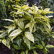 ARBORIX - 2 x Aucuba du Japon 'Crotonifolia' - Aucuba japonica 'Crotonifolia'  - 30-40 cm pot - vignette