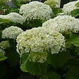 ARBORIX - Hortensia de Virginie 'Incrediball'® - Hydrangea 'Incrediball Strong'  - 40-50 cm pot - vignette