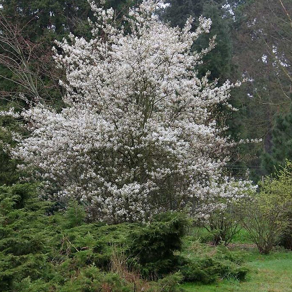 ARBORIX - Amélanchier 'Ballerina' - Amelanchier 'Ballerina'  - 60-80 cm pot - large