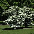 ARBORIX - 2 x Viorne de Chine - Viburnum plicatum 'Summer Snowflake'  - 30-40 cm pot - vignette