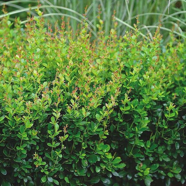 ARBORIX - 2 x Épine-vinette - Berberis buxifolia 'Nana'  - 20-25 cm pot - large