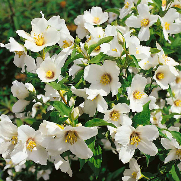ARBORIX - 2 x Seringat 'Belle Etoile' - Philadelphus 'Belle Etoile'  - 50-60 cm pot - large