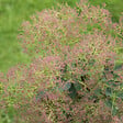 ARBORIX - Arbre à perruque 'Young Lady' - Cotinus coggygria 'Young Lady'  - 40-60 cm pot - vignette