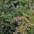 ARBORIX - 2 x Symphorine de Chenault 'Hancock' - Symphoricarpos Chenaultii 'Hancock'  - 30-40 cm pot - vignette