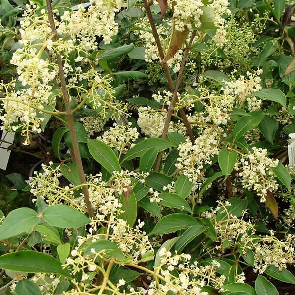 ARBORIX - Viorne 'Winton' - Viburnum hillieri 'Winton'  - 30-40 cm pot - large