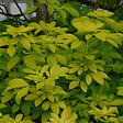 ARBORIX - 2 x Oranger du Mexique 'Sundance' - Choisya Ternata 'Sundance'  - 25-30 cm pot - vignette