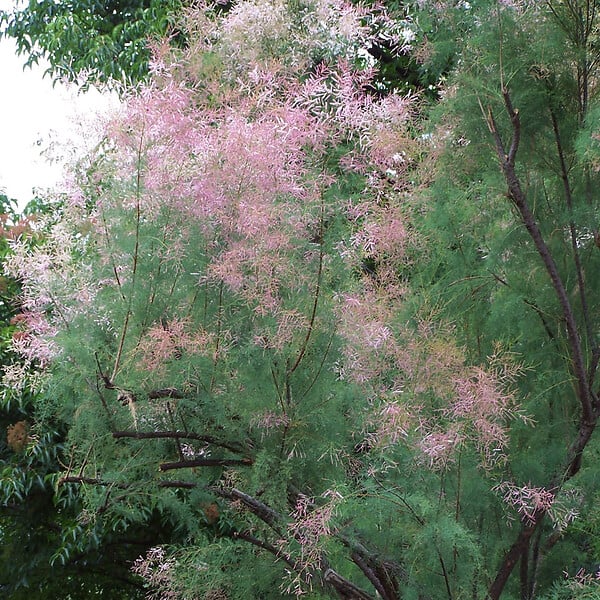 ARBORIX - 2 x Tamaris d'été 'Pink Cascade' - Tamarix ramosissima 'Pink Cascade'  - 60-80 cm pot - large