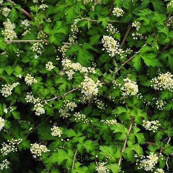 ARBORIX - 6 x Stephanandra incisa 'Crispa' - Stephanandra Incisa 'Crispa'  - godet 9cm x 9cm - large