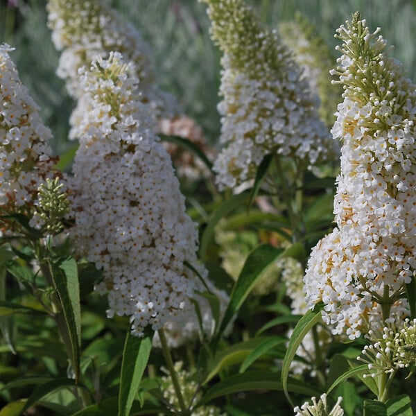ARBORIX - 2 x Arbre aux papillons - Buddleja Davidii 'White Profusion'  - 40-60 cm pot - large