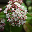 ARBORIX - 2 x Viorne tin, Laurier tin 'Eve Price' - Viburnum Tinus 'Eve Price'  - 30-40 cm pot - vignette