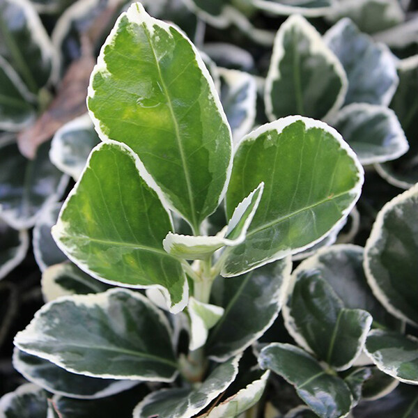 ARBORIX - 2 x Fusain du Japon 'Kathy' - Euonymus japonicus 'Kathy'  - 20-30 cm pot - large
