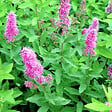 ARBORIX - 2 x Spirée billardii - Spiraea billiardii  - 40-60 cm pot - vignette