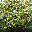 ARBORIX - Magnolia à grandes fleurs 'Galissoniere' - Magnolia Grandiflora 'Galissoniere'  - 80-100 cm pot - vignette