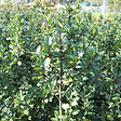 ARBORIX - 2 x Houx 'Blue Prince' - Ilex Meserveae 'Blue Prince'  - 40-60 cm pot - vignette