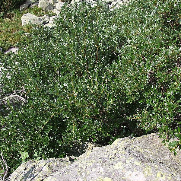 ARBORIX - 2 x Saule suisse - Salix helvetica  - 25-30 cm pot - large