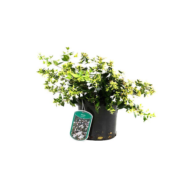 ARBORIX - 2 x Abelia à grandes fleurs - Abelia Grandiflora  - 25-30 cm pot - large