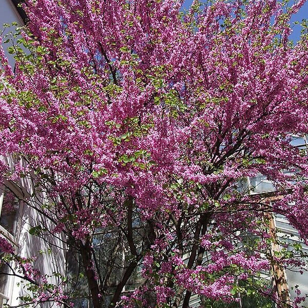 ARBORIX - Arbre de Judée - Cercis Siliquastrum  - 40-50 cm pot - large