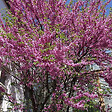 ARBORIX - Arbre de Judée - Cercis Siliquastrum  - 40-50 cm pot - vignette