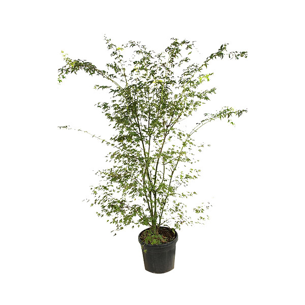ARBORIX - Érable du Japon de semis - Acer Palmatum  - 50-60 cm pot - large