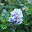 ARBORIX - 2 x Lilas de Californie 'Blue Mound' - Ceanothus 'Blue Mound'  - 30-40 cm pot - vignette