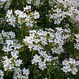 ARBORIX - Oranger du Mexique 'Aztec Pearl' - Choisya 'Aztec Pearl'  - 50-60 cm pot - vignette