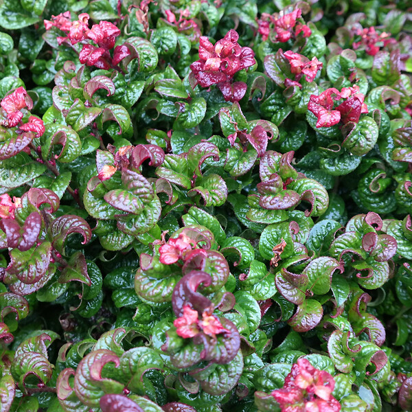 ARBORIX - 2 x Leucothoé 'Curtly Red' - Leucothoe axillaris 'Curly Red'  - 20-30 cm pot - large