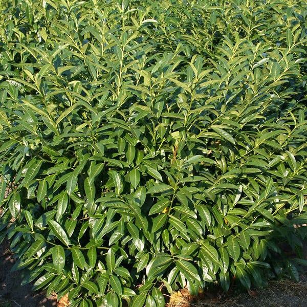 ARBORIX - 2 x Laurier-cerise 'Herbergii' - Prunus Laurocerasus 'Herbergii'  - 40-60 cm pot - large