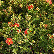 ARBORIX - 2 x Potentille arbustive - Potentilla fruticosa Marian Red Robin  - 25-30 cm pot - vignette