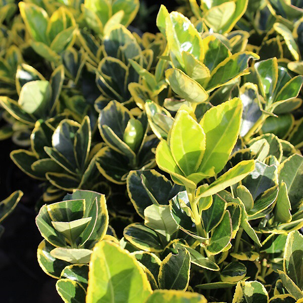 ARBORIX - 2 x Fusain du Japon 'Ovatus Aureus' - Euonymus japonicus 'Ovatus Aureus'  - 20-30 cm pot - large