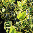 ARBORIX - 2 x Fusain du Japon 'Ovatus Aureus' - Euonymus japonicus 'Ovatus Aureus'  - 20-30 cm pot - vignette