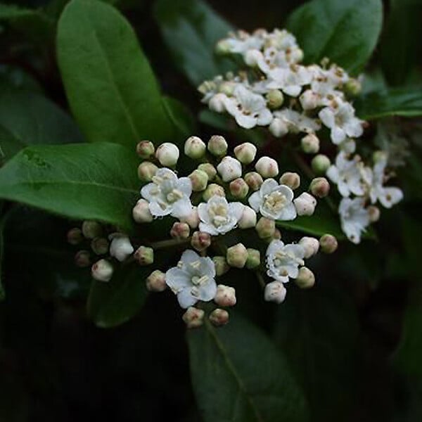 ARBORIX - 2 x Viorne tin, Laurier tin 'Gwenllian' - Viburnum tinus 'Gwenllian'  - 25-30 cm pot - large