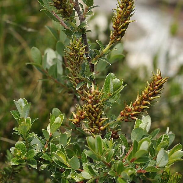 ARBORIX - 2 x Saule rampant 'Nitida' - Salix Repens Nitida  - 30-40 cm pot - large