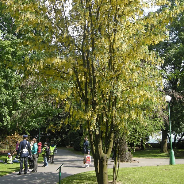ARBORIX - 2 x Cytise commun - Laburnum Anagyroides  - 50-60 cm pot - large