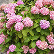 ARBORIX - 2 x Teller 'Messalina' - Hydrangea macrophylla 'Messalina'  - 25-30 cm pot - vignette