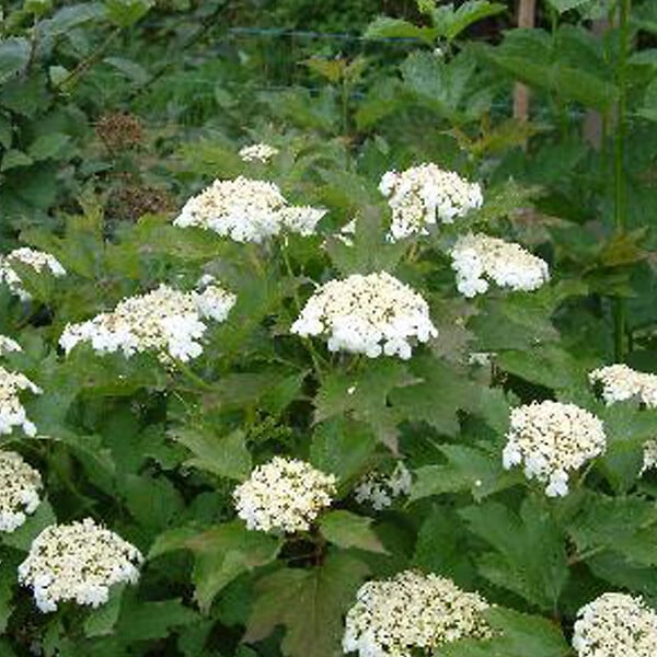 ARBORIX - Viorne obier 'Compactum' - Viburnum Opulus 'Compactum'  - 60-80 cm pot - large