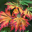 ARBORIX - Érable du Japon à feuilles d'aconit - Acer Japonicum 'Aconitifolium'  - 60-80 cm pot - vignette