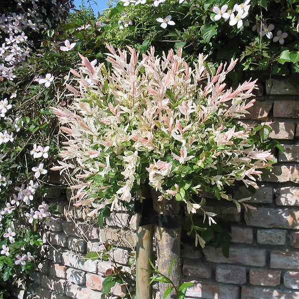 ARBORIX - 2 x Saule du Japon 'Hakuro Nishiki' - Salix Integra 'Hakuro Nishiki'  - 40-50 cm pot - large