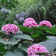 ARBORIX - Clérodendron fétide - Clerodendrum bungei  - 50-60 cm pot - vignette