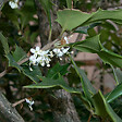 ARBORIX - 2 x Osmanthe à feuilles variables - Osmanthus Heterophyllus  - 30-40 cm pot - vignette