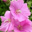 ARBORIX - 6 x Lavatère 'Bredon Springs' - Lavatera 'Bredon Springs'  - godet 9cm x 9cm - vignette