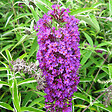 ARBORIX - 2 x Arbre aux papillons - Buddleja davidii 'Nanho Purple'  - 40-60 cm pot - vignette