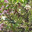 ARBORIX - Stachyurus chinensis 'Celina' - Stachyurus chinensis 'Celina'  - 40-50 cm pot - vignette