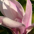 ARBORIX - Magnolia soulangiana - Magnolia Soulangiana  - 40-60 cm pot - vignette