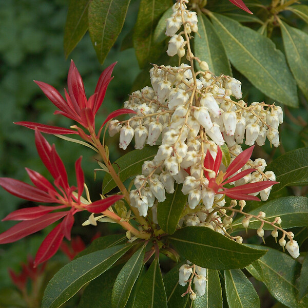 ARBORIX - 2 x Andromède 'Forest Flame' - Pieris 'Forest Flame'  - 20-30 cm pot - large