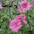 ARBORIX - 2 x Lavatère 'Burgundy Wine' - Lavatera 'Burgundy Wine'  - 25-30 cm pot - vignette