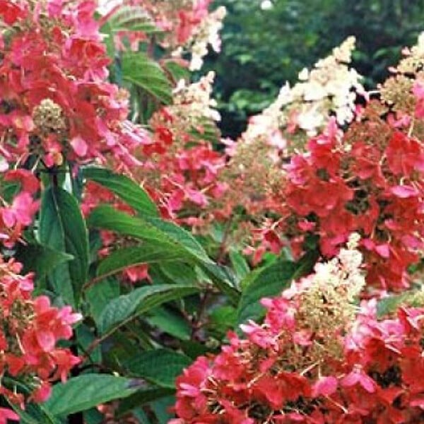 ARBORIX - Hortensia paniculé 'Pinky Winky' - Hydrangea Paniculata 'Pinky Winky'  - 60-80 cm pot - large
