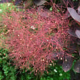 ARBORIX - Arbre à perruque 'Royal Purple' - Cotinus Coggygria 'Royal Purple'  - 60-80 cm pot - vignette