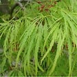 ARBORIX - Érable du Japon 'Dissectum' - Acer Palmatum 'Dissectum'  - 40-50 cm pot - vignette